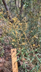 Astrotricha longifolia