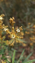 Astrotricha longifolia
