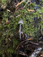 Mycena amicta