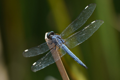 Libellula comanche
