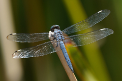 Libellula comanche