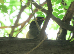 Acridotheres tristis