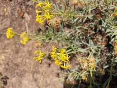 Lasiosiphon capitatus