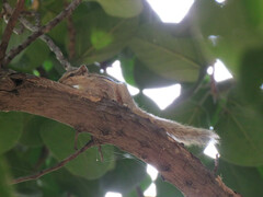 Funambulus pennantii