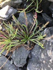 Plantago coronopus