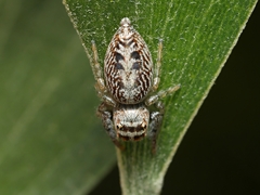 Opisthoncus nigrofemoratus