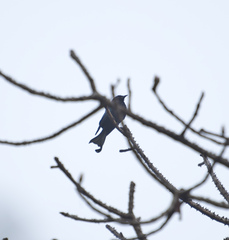 Dicrurus hottentottus