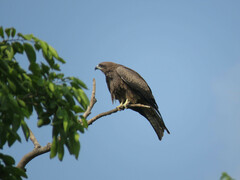 Milvus migrans