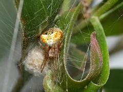Araneus albotriangulus