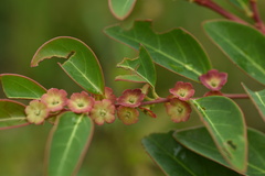 Breynia fruticosa