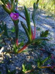 Ruschia geminiflora