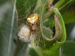 Araneus albotriangulus