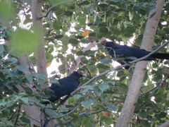 Eudynamys scolopaceus