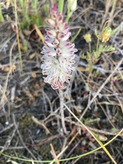 Lachenalia contaminata