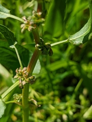Rumex conglomeratus