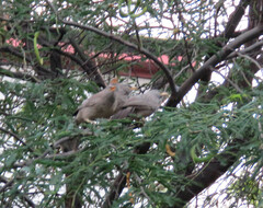 Argya striata