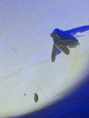 Poecilanthrax lucifer