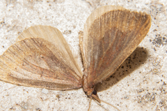 Xanthorhoe occulta