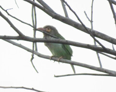 Psilopogon zeylanicus