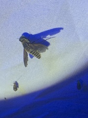 Poecilanthrax lucifer