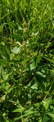 Rumex conglomeratus