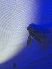 Poecilanthrax lucifer