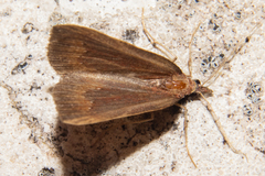 Xanthorhoe occulta