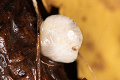 Panellus mitis