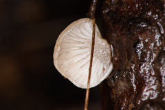 Panellus mitis
