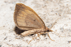Xanthorhoe occulta