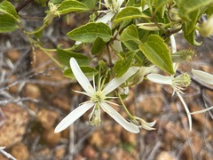 Clematis pubescens