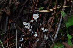 Collybia