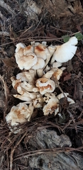 Cyclocybe aegerita