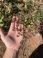 Euphorbia nutans