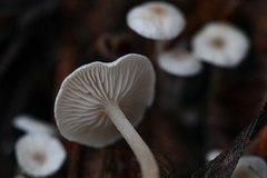 Collybia