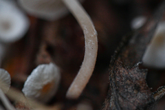 Collybia