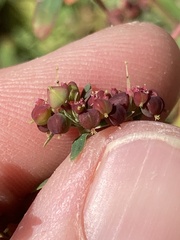 Euphorbia nutans