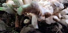 Cyclocybe aegerita