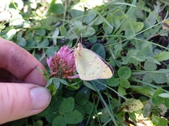 Colias hyale