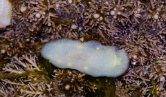 Cadlina flavomaculata