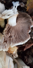 Cyclocybe aegerita