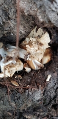 Cyclocybe aegerita