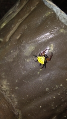 Macracantha hasselti