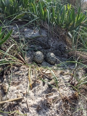 Haematopus longirostris