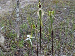 Caladenia verrucosa