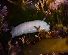 Cadlina flavomaculata