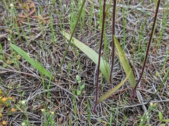 Caladenia verrucosa
