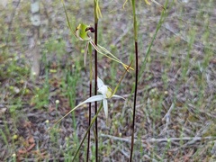 Caladenia verrucosa