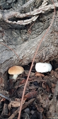 Cyclocybe aegerita