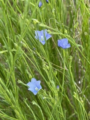 Linum marginale